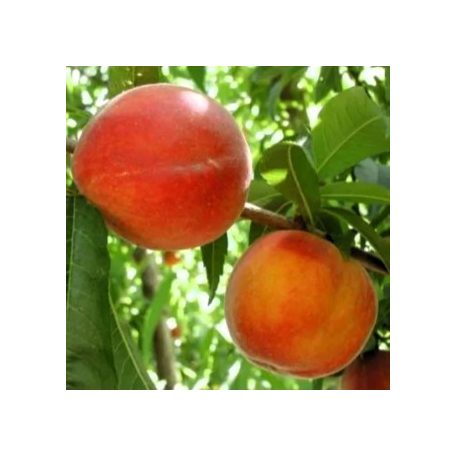 Nektár H őszibarack szabadgyökerű gyümölcsfa