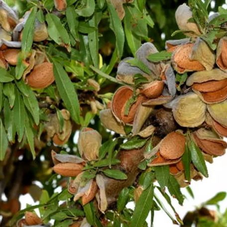 Supernova mandula szabadgyökerű gyümölcsfa