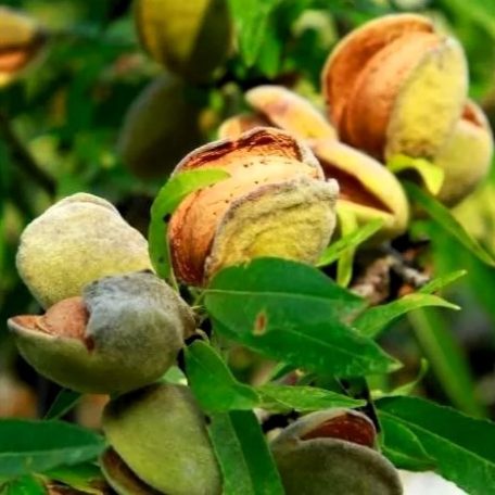 Tuono mandula szabadgyökerű gyümölcsfa