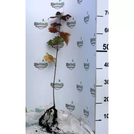 Vörös juhar Acer rubrum 60/80 szgy