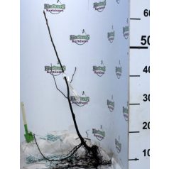   Rézvörös fanyarka (Mézalmácska) Amelanchier lamarckii 40/60 szgy