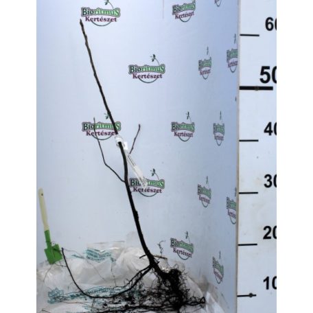 Rézvörös fanyarka (Mézalmácska) Amelanchier lamarckii 40/60 szgy