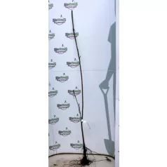 Szivarfa Catalpa bignoniodes szgy