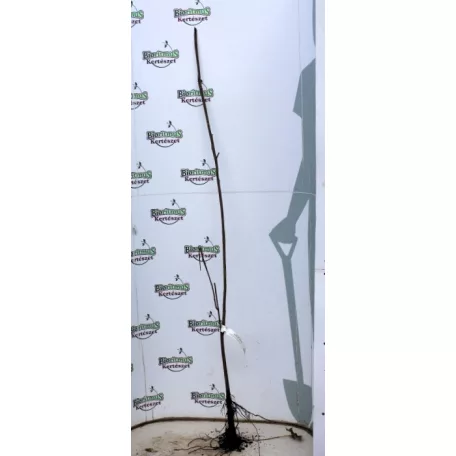 Szivarfa Catalpa bignoniodes szgy