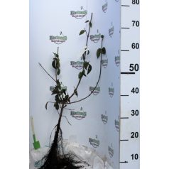 Húsos som Cornus mas 30/50 szgy