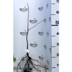 Egybibés galagonya Crataegus monogyna 40/60 szgy