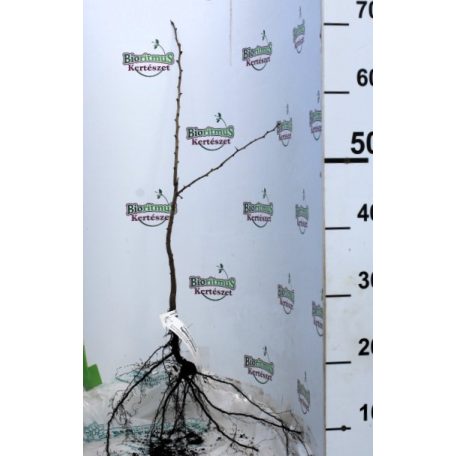 Egybibés galagonya Crataegus monogyna 40/60 szgy