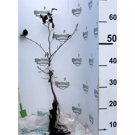 Vérbükk Fagus sylvatica Atropurpurea 40/60 szgy