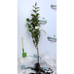   Aranytarka fagyal (Tarka levelű fagyal, Ovális levelű aranyfagyal) Ligustrum oval. Aureum 30/40 szgy