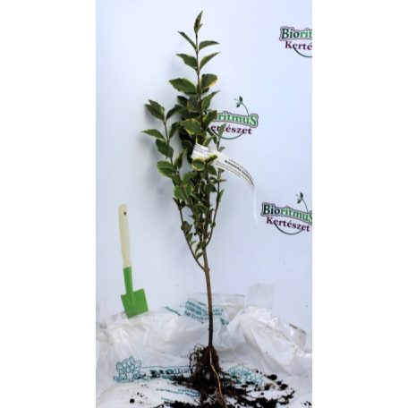 Aranytarka fagyal (Tarka levelű fagyal, Ovális levelű aranyfagyal) Ligustrum oval. Aureum 30/40 szgy