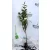 Aranytarka fagyal (Tarka levelű fagyal, Ovális levelű aranyfagyal) Ligustrum oval. Aureum 30/40 szgy