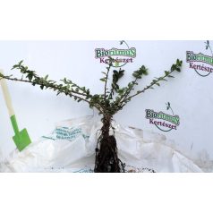 Terülő mirtuszlonc Lonicera nitida Maigrün 25/40 szgy