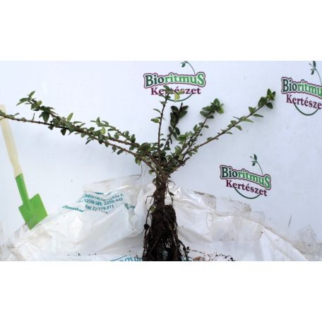 Terülő mirtuszlonc Lonicera nitida Maigrün 25/40 szgy