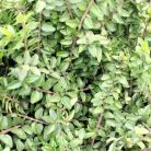 Terülő mirtuszlonc Lonicera nitida Maigrün 25/40 szgy