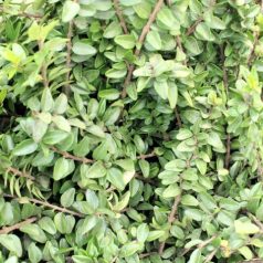 Terülő mirtuszlonc Lonicera nitida Maigrün 25/40 szgy