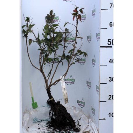 Közönséges mahónia Mahonia aquifolium 25/40 szgy