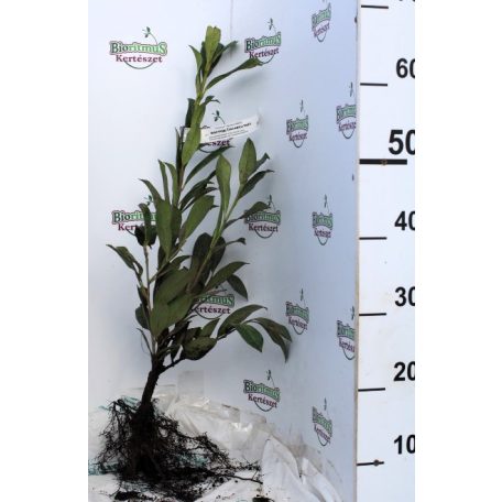 Kaukázusi babérmeggy Prunus laur. Caucasica 40/60 szgy