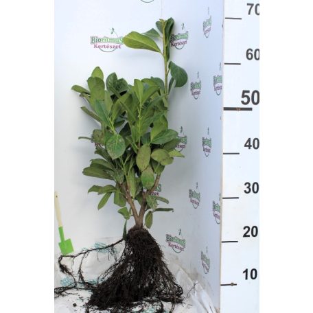 Novita babérmeggy Prunus laur. Novita 30/50 szgy