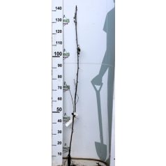 Fehér akác Robinia pseudoacacia 60/100 szgy