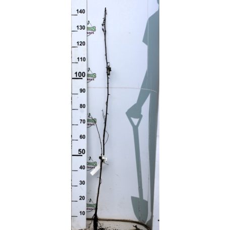 Fehér akác Robinia pseudoacacia 60/100 szgy