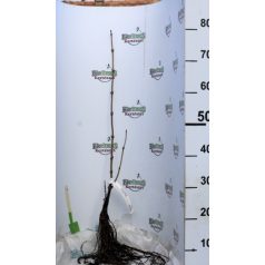 Fekete bodza Sambucus nigra 40/60 szgy