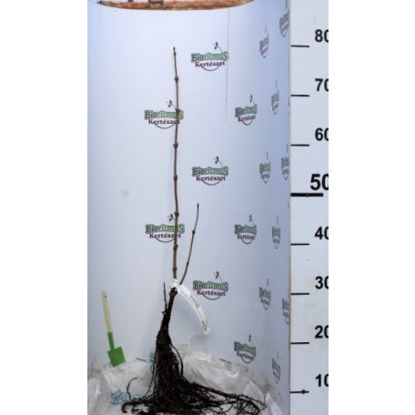 Fekete bodza Sambucus nigra 40/60 szgy