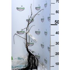 Kislevelű hárs Tilia cordata 40/60 szgy