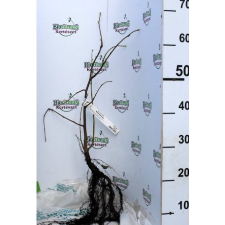 Kislevelű hárs Tilia cordata 40/60 szgy