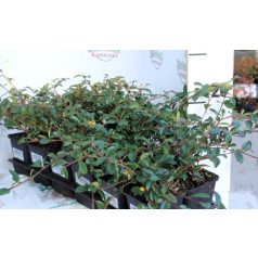 Kúszó madárbirs Cotoneaster dam. Major P9