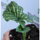 Olasz kontyvirág Arum Italicum P9
