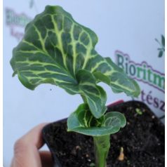 Olasz kontyvirág Arum Italicum P9