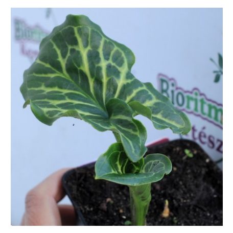 Olasz kontyvirág Arum Italicum P9
