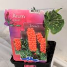 Olasz kontyvirág Arum Italicum P9