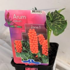 Olasz kontyvirág Arum Italicum P9