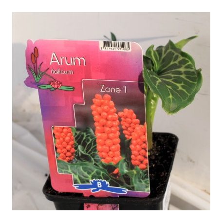 Olasz kontyvirág Arum Italicum P9