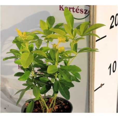 Mexikói narancsvirág Choisya tern. Brica P9