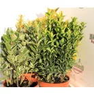 Japán kecskerágó válogatás Euonymus jap.in varieties P13