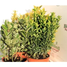   Japán kecskerágó válogatás Euonymus jap.in varieties P13