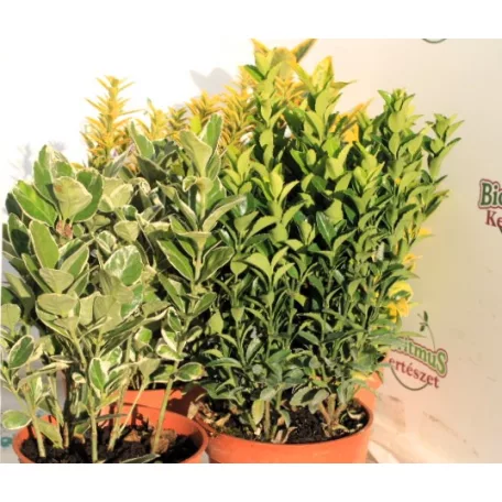 Japán kecskerágó válogatás Euonymus jap.in varieties P13
