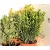 Japán kecskerágó válogatás Euonymus jap.in varieties P13