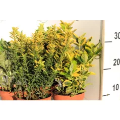   Japán kecskerágó válogatás Euonymus jap.in varieties P13