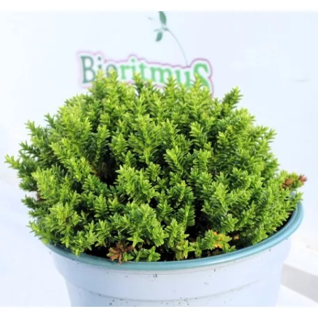 Veronikacserje Hebe Green Globe P12