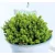 Veronikacserje Hebe Green Globe P12