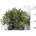 Kék magyal Ilex meserveae Blue Maid (termős) P28