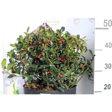 Kék magyal Ilex meserveae Blue Maid (termős) P28
