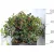Kék magyal Ilex meserveae Blue Maid (termős) P28