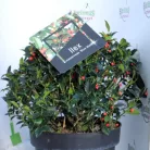 Kék magyal Ilex meserveae Blue Maid (termős) P28