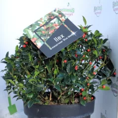 Kék magyal Ilex meserveae Blue Maid (termős) P28