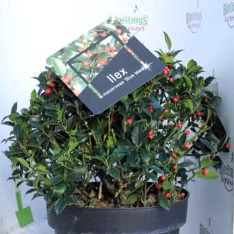 Kék magyal Ilex meserveae Blue Maid (termős) P28