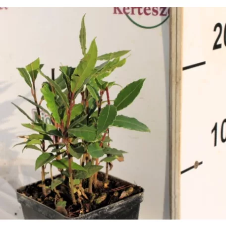 Fűszerbabér Laurus nobilis Global P9